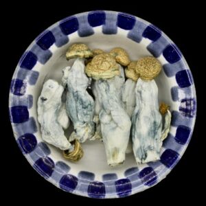 code blue magic mushrooms