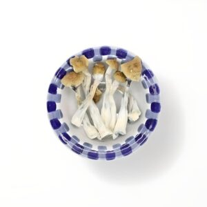 golden teacher mushrooms for sale